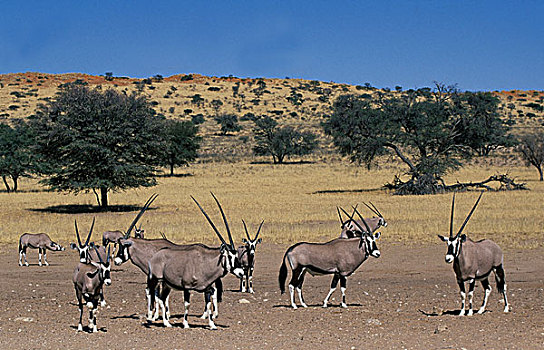 南非大羚羊,卡拉哈迪大羚羊国家公园,卡拉哈里沙漠,南非,非洲