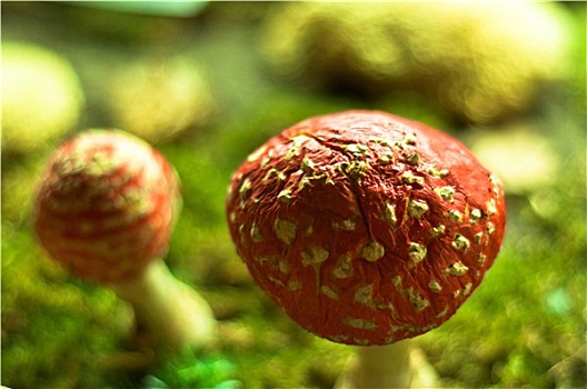 红色,蘑菇,树林