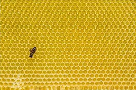 蜂窝,图案,蜜蜂