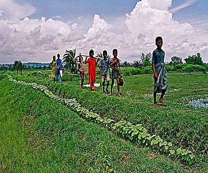 孩子,走,地点,乡村,孟加拉,十二月,2006年
