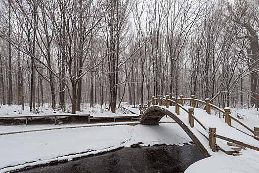 冬季长白山的雪地树林冰河