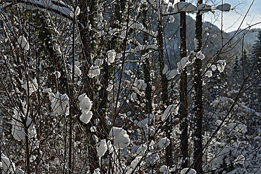 自然,冬季风景,树,初雪