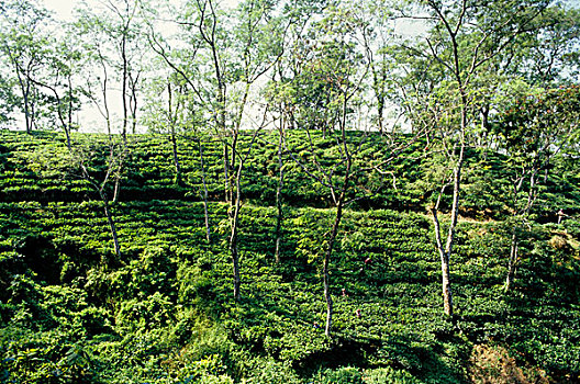 茶,产业,孟加拉,低,山,茶园,工人,部落,荫凉,树,只有,生长,植物