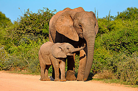 非洲象,幼兽,阿多大象国家公园,东开普省,南非,非洲