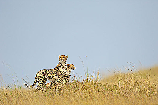 两个,印度豹,猎豹,草地,马赛马拉国家保护区,肯尼亚,非洲