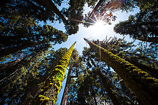 红杉国家公园,加利福尼亚,美国,仰望,巨杉,树