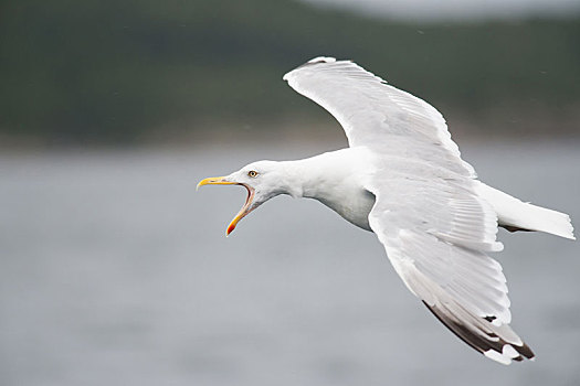 银鸥,飞,鸟嘴,叫,北特伦德拉格,挪威,欧洲