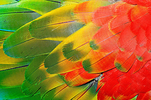 金刚鹦鹉,绯红金刚鹦鹉,绿翅金刚鹦鹉,羽毛,特写,南美,荷兰,欧洲