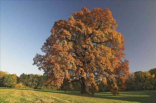 秋天,色彩,橡树,德国