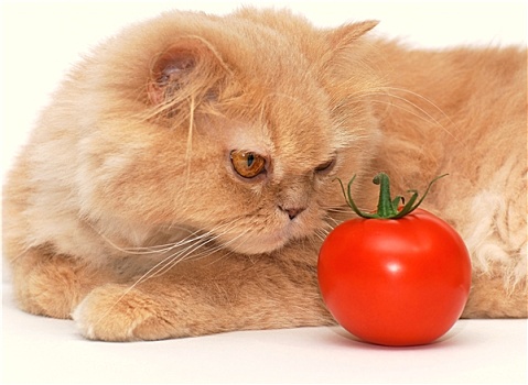 猫,尝试,气味,西红柿