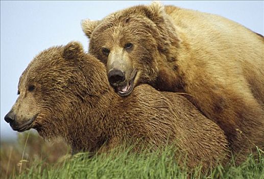 大灰熊,棕熊,伴侣,交配,阿拉斯加