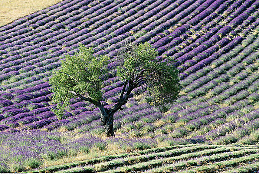 薰衣草种植区,普罗旺斯,法国