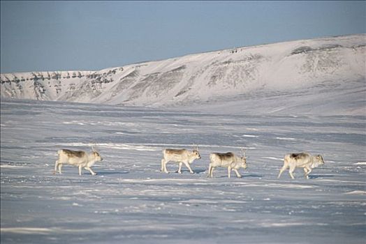 北美驯鹿,雪中,艾利斯摩尔岛,加拿大