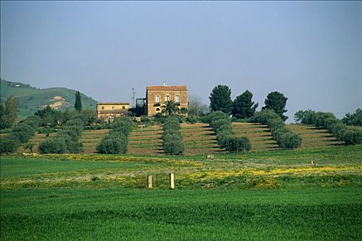 意大利,托斯卡纳,农场,橄榄树