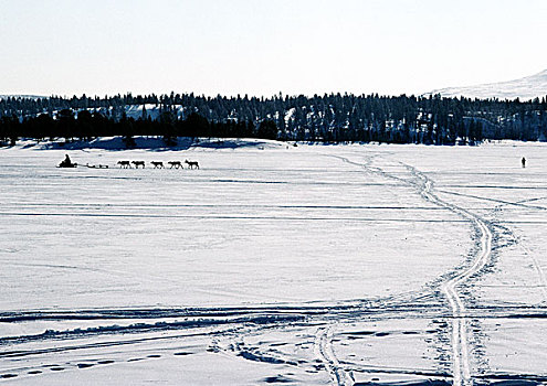 芬兰,雪,雪地车,驯鹿,远景
