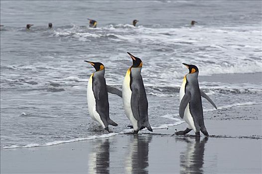 帝企鹅,三个,进入,水,黄金,港口,南乔治亚,南极