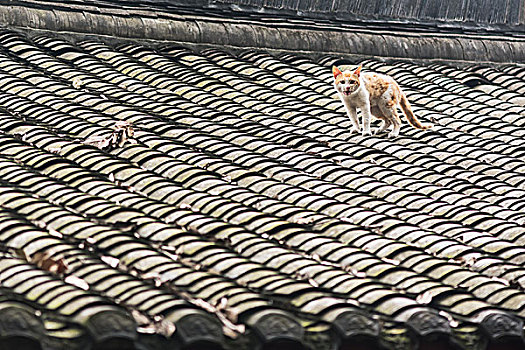 屋顶上的猫