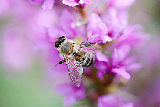 蜜蜂,紫色金钱草,花