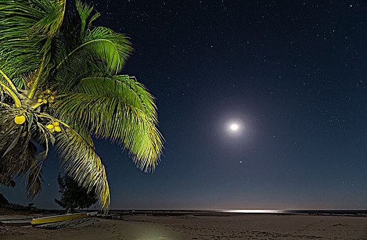 沙滩,月光,椰,穆龙达瓦,马达加斯加,非洲