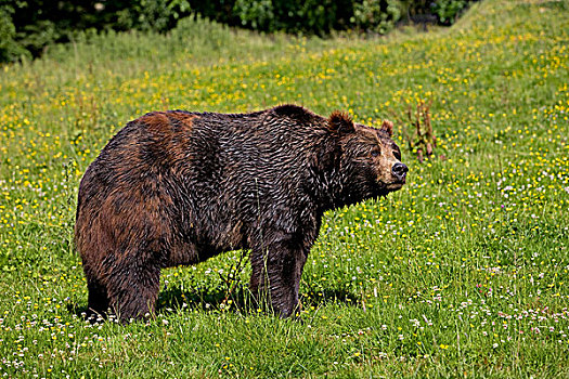 棕熊,草地