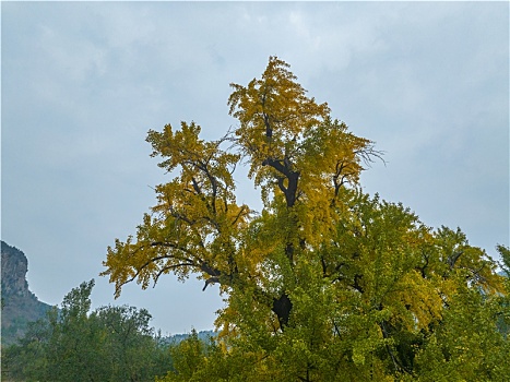 航拍济南普门寺遗址的银杏树