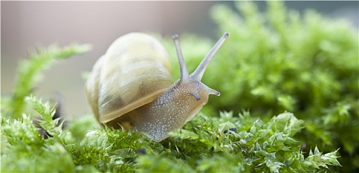 蜗牛,苔藓
