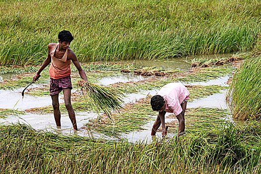 农民,收集,一半,稻田,地点,河,两个,收获,时间,水位,上升,洪水,水平,孟加拉,四月,2008年