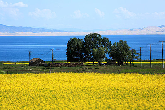 青海湖岸油菜花