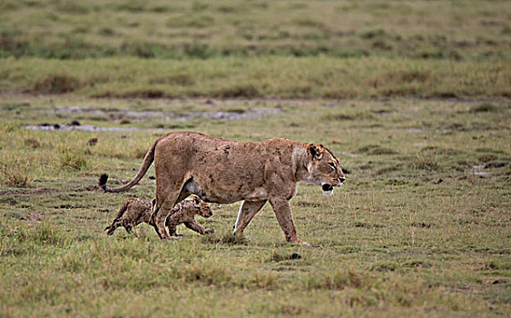 非洲,坦桑尼亚,恩戈罗恩戈罗火山口,雌狮,狮子,幼兽