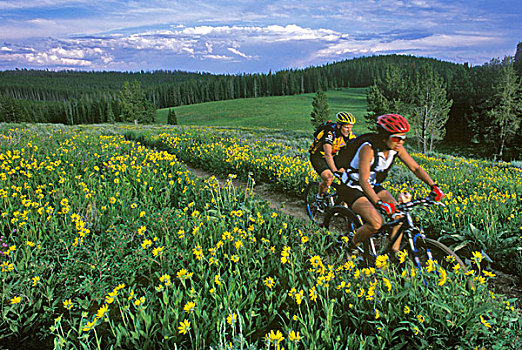 情侣,山地自行车,野花,环,靠近,西部,黄石公园,蒙大拿