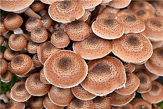 奥氏蜜环菌,蘑菇,公园,荷兰