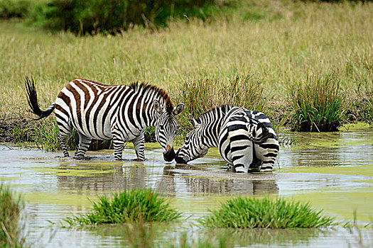 斑马,马,站在水中,马赛马拉国家保护区,肯尼亚,非洲