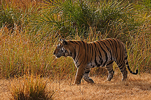 孟加拉,印度虎,虎,雄性,甘哈国家公园,中央邦,印度,亚洲