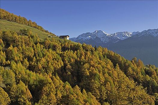 农舍,秋天,树林,山峦,高处,维诺斯塔,南蒂罗尔,意大利