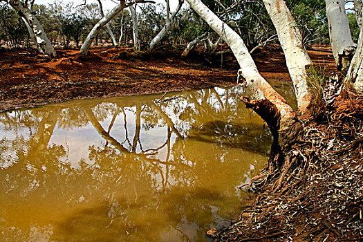 水,干河道,桉树,树,西北地区,澳大利亚