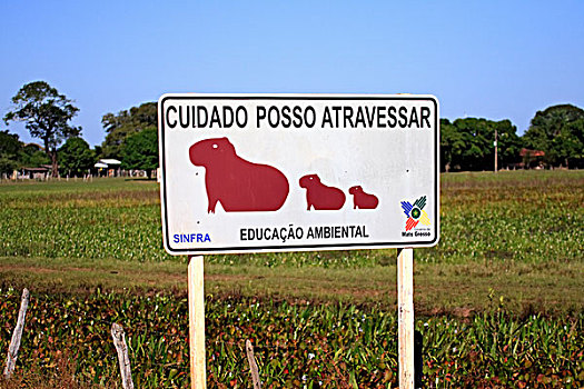 路标,水豚,道路,潘塔纳尔,湿地,巴西,南美