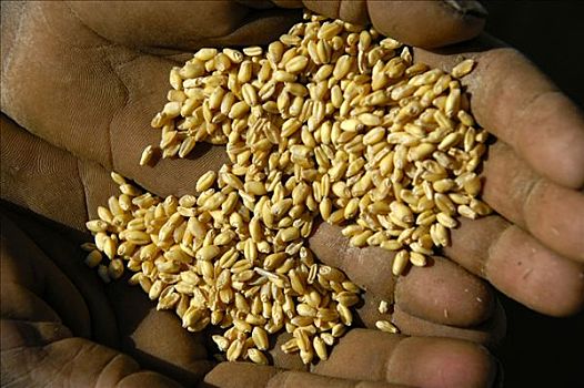 握着,小麦作物,小,丰收,饥饿,贫穷,埃塞俄比亚,非洲