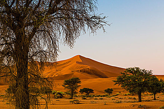 非洲,纳米比亚,纳米比诺克陆夫国家公园,树,沙丘