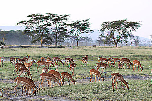 肯尼亚非洲大草原羚-吃草的羚羊群