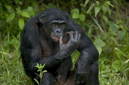 倭黑猩猩,孤儿,黑猩猩,刚果