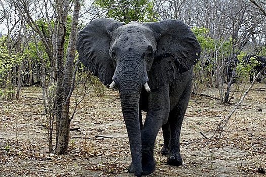 非洲,雄性动物,乔贝国家公园,博茨瓦纳
