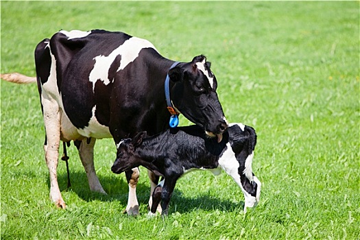母牛,诞生,幼兽