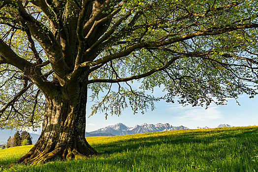 酸橙树,椴树属,树,春天,草地,阿尔卑斯山,巴伐利亚,德国,欧洲