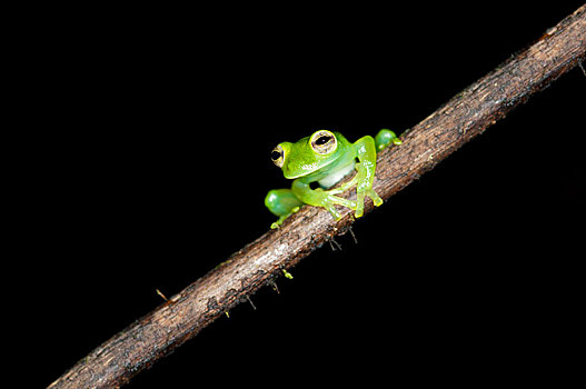 青蛙,坐,枝条,雨林,国家公园,厄瓜多尔,南美