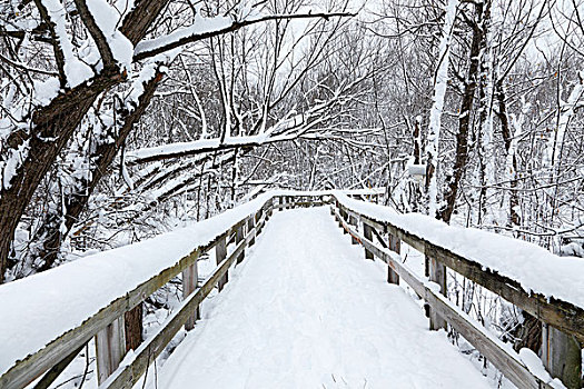 积雪,人行道,自然保护区,魁北克省,加拿大,北美