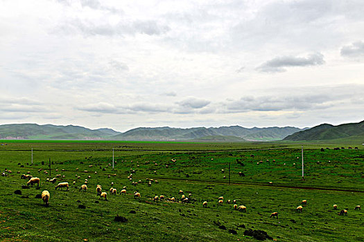 桑科草原