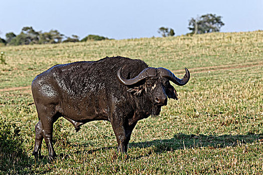 非洲水牛,遮盖,清新,泥,马赛马拉,肯尼亚