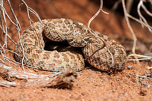 响尾蛇,纪念碑谷纳瓦霍部落公园,亚利桑那,美国,北美