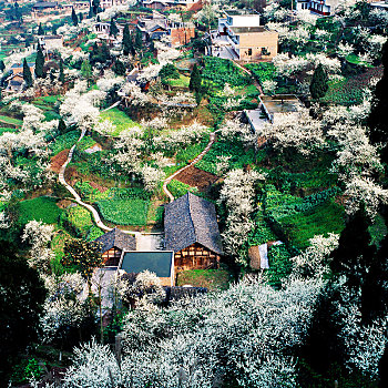 习水李子村,花村,山花