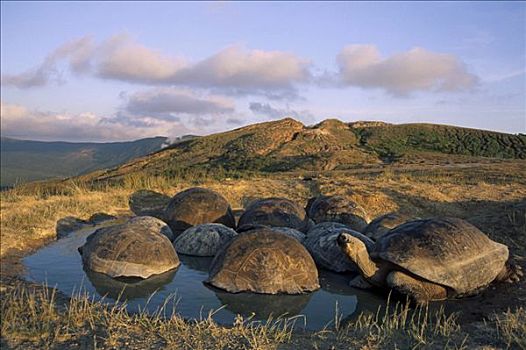 加拉帕戈斯巨龟,加拉帕戈斯象龟,大,竞争,留白,下雨,季节,边缘,阿尔斯多火山,伊莎贝拉岛,加拉帕戈斯群岛,厄瓜多尔